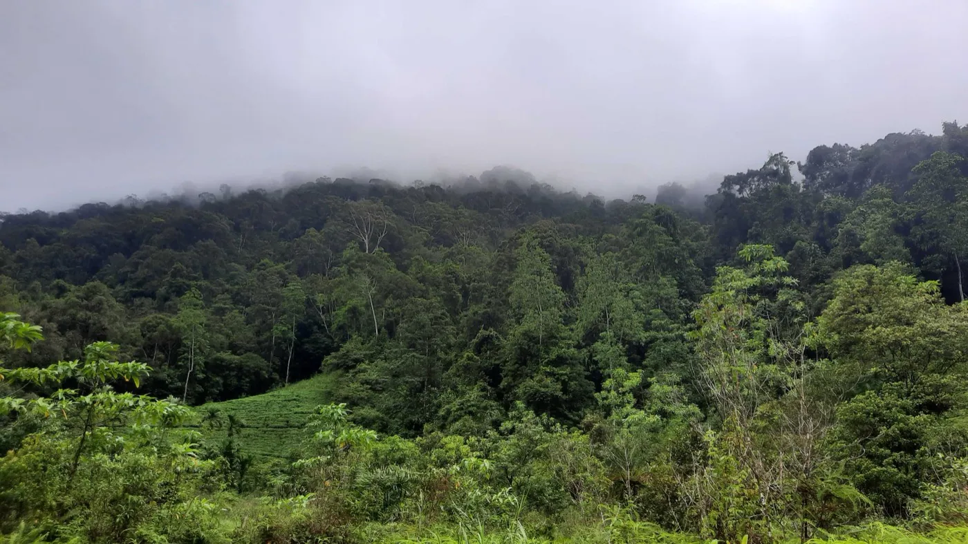 Misty wet-zone tropical rainforest canopy rolling back into low cloud — the Sri Lankan wet-zone leopard habitat