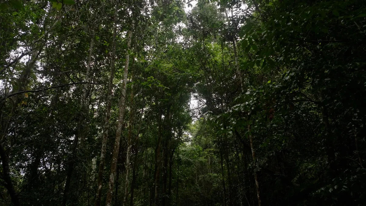 Looking up into a dense green tropical forest canopy